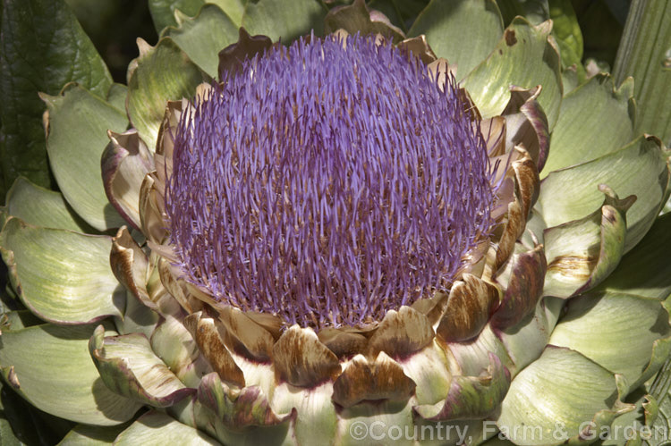 Cynara Cardunculus Var Scolymus Photo At Pictures Of Plants Stock Image