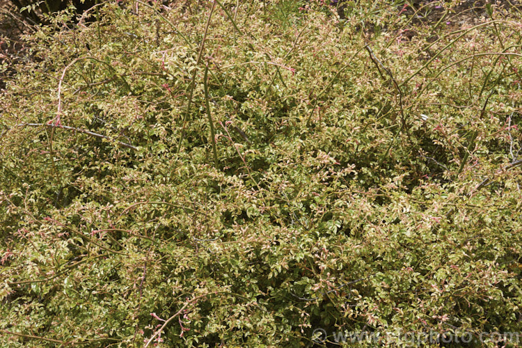 Rosa Wichuraiana Variegata Photo At Pictures Of Plants Stock Image Library