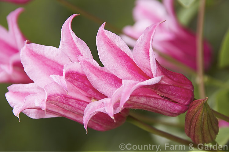 Clematis Duchess Of Albany Photo At Pictures Of Plants Stock Image