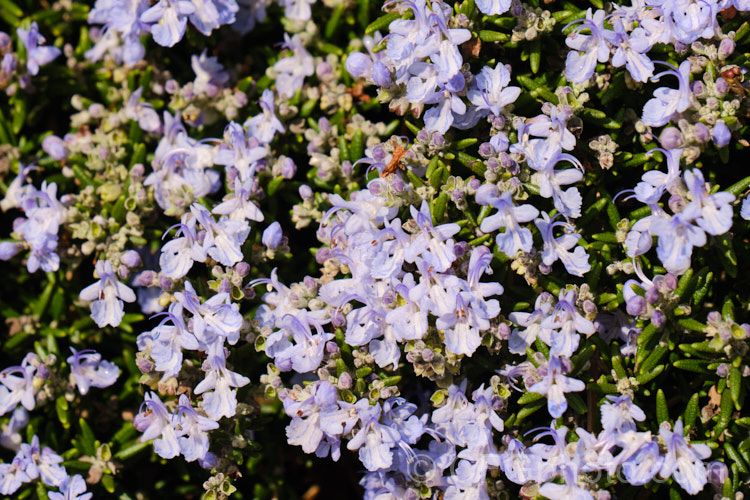 Rosmarinus Officinalis Lockwood De Forest Photo At Pictures Of Plants