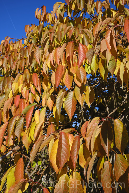 Prunus Subhirtella Var Pendula Photo At Pictures Of Plants Stock Image