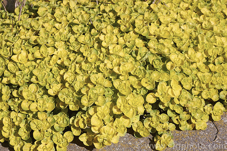 Origanum Vulgare Aureum Photo At Pictures Of Plants Stock Image Library