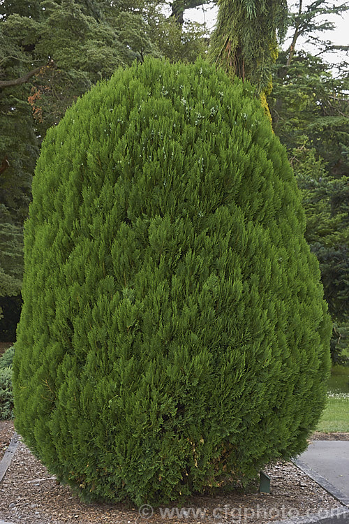 Platycladus Orientalis Blackmans Blue Photo At Pictures Of Plants Stock