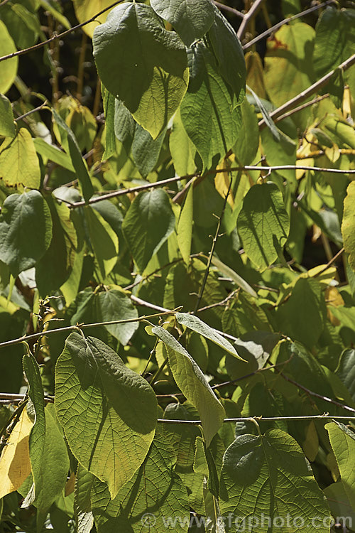 Sinowilsonia Henryi Photo At Pictures Of Plants Stock Image Library