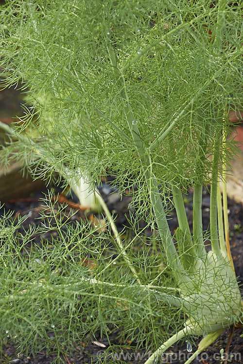 Foeniculum Vulgare Azoricum Group Photo At Pictures Of Plants Stock