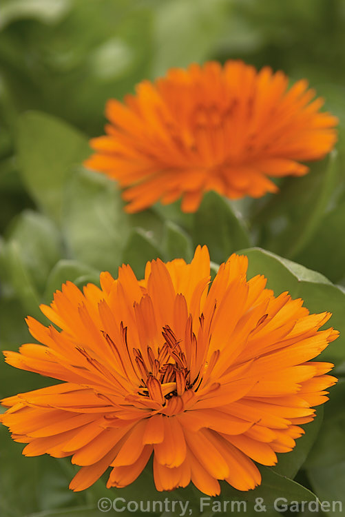 Pot or Scotch Marigold (<i>Calendula officinalis</i>), an annual or short-lived perennial that flowers in winter and early spring. It has extensive herbal and medicinal uses, and has been so long cultivated that its wild origins are obscure.