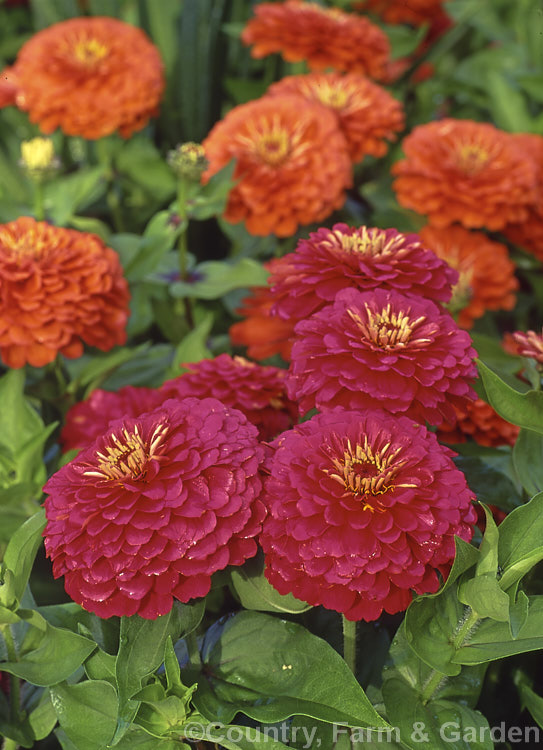 Dwarf zinnias (<i>Zinnia elegans cultivars</i>), these large-flowered dwarf plants are typical of modern bedding zinnias, with a stocky habit, good rain-resistance and vibrant flower colours. Order: Asterales, Family: Asteraceae