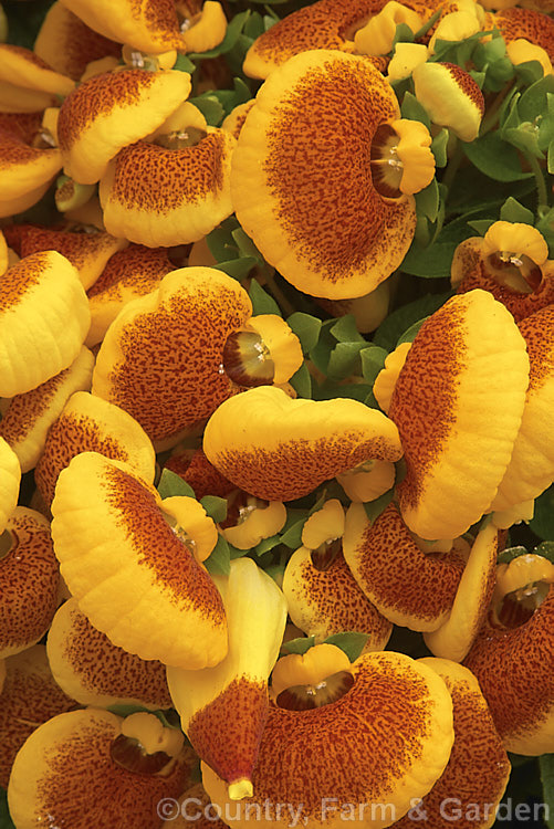 Herbeohybrida Calceolaria (<i>Calceolaria x herbeohybrida</i>), these hybrids (<i>Calceolaria crenatiflora x Calceolaria corymbosa x Calceolaria cana</i>) are usually used as winter greenhouse plants or summer bedders.