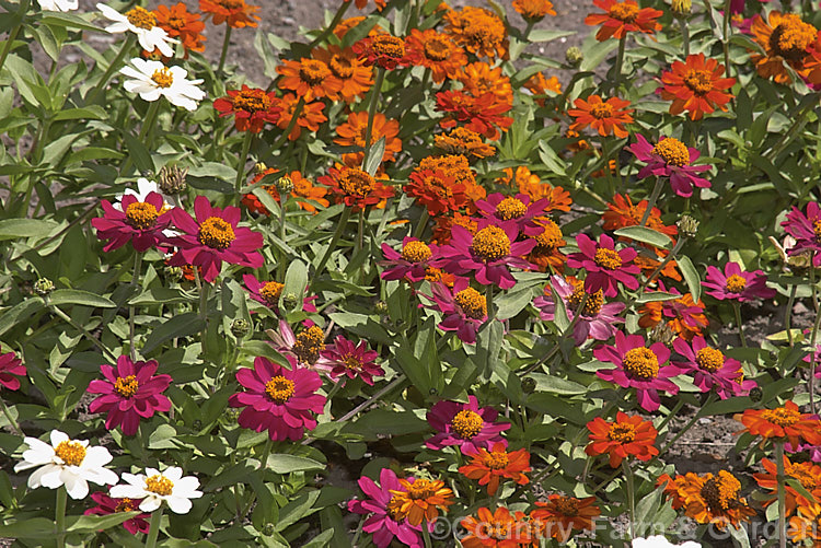 Profusion Series Zinnias (<i>Zinnia elegans 'Profusion'), a dwarf, single-flowered strain with white, orange and deep magenta-red flower. Although sometimes rather brief in their display, they are very vivid. Order: Asterales, Family: Asteraceae