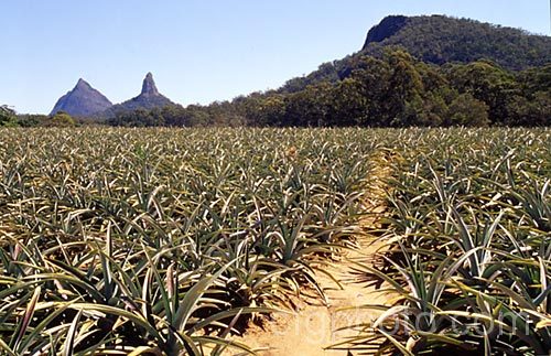 A field of young pineapples (<i>Ananas comosus</i>) in southern Queensland, Australia. Order: Poales, Family: Bromeliaceae