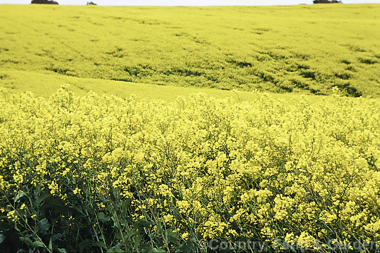 Rapeseed or Canola (<i>Brassica napus</i>) in flower in spring. Rapeseed is cultivated as a winter cover crop and fodder plant but is now grown mainly for its edible seed oils. Brassica napus is similar to some cultivars of Brassica rapa but can most easily be distinguished by its spring to early summer-flowering habit, while. Brassica rapa is mainly summer flowering. Order: Brassicales, Family: Brassicaceae