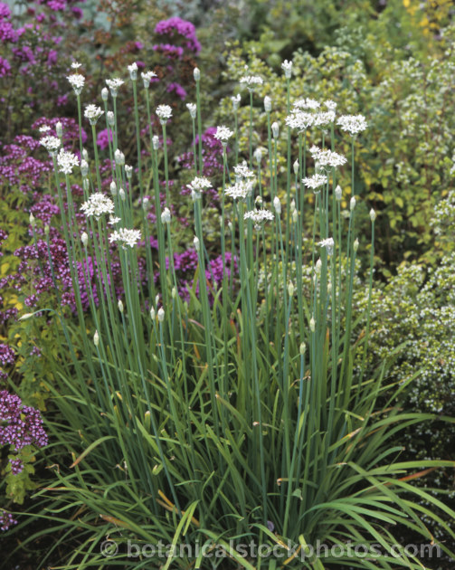 Allium humile, a bulbous-rooted spring- to summer-flowering perennial native to China. allium-2045htm'>Allium.