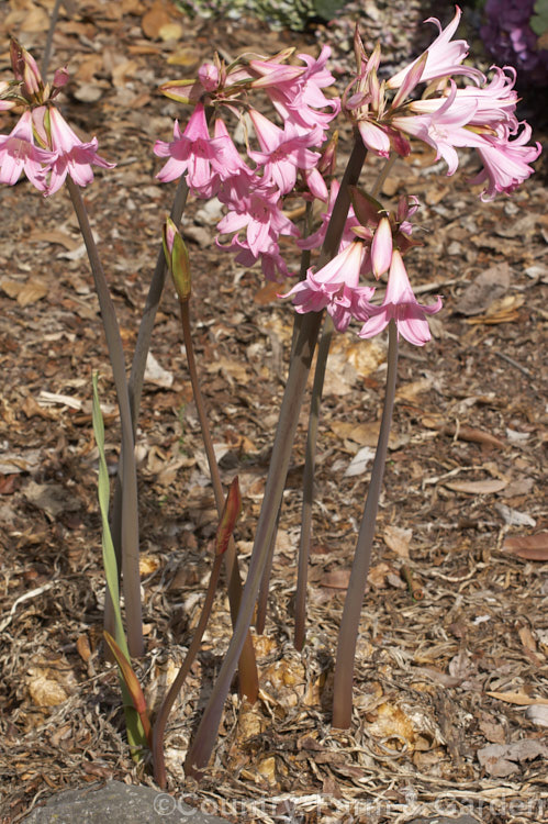 Belladonna Lily, Naked Ladies (<i>Amaryllis belladonna</i>), an autumn-flowering bulb native to South Africa. The flowers appear before the foliage develops. Order: Asparagales, Family: Amaryllidaceae