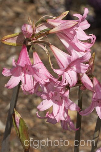 Belladonna Lily, Naked Ladies (<i>Amaryllis belladonna</i>), an autumn-flowering bulb native to South Africa. The flowers appear before the foliage develops. Order: Asparagales, Family: Amaryllidaceae