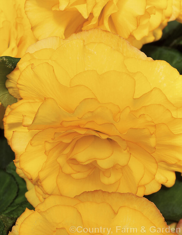 <i>Begonia x tuberhybrida</i> 'Seville', one of the many fancy-flowered tuberous begonias, a group of hybrids derived from several Andean species. Order: Cucurbitales, Family: Begoniaceae