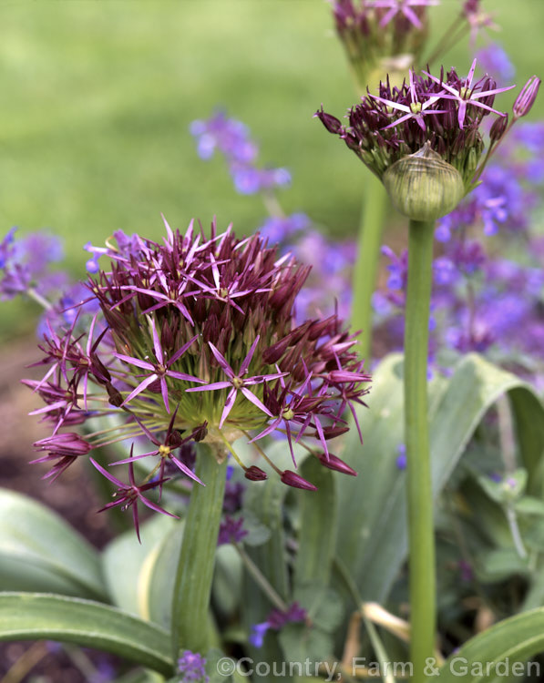 Star of Persia (<i>Allium christophii</i>), a spring-flowering bulb with sturdy flower stems up to 60cm high. It is native to Iran. allium-2045htm'>Allium.