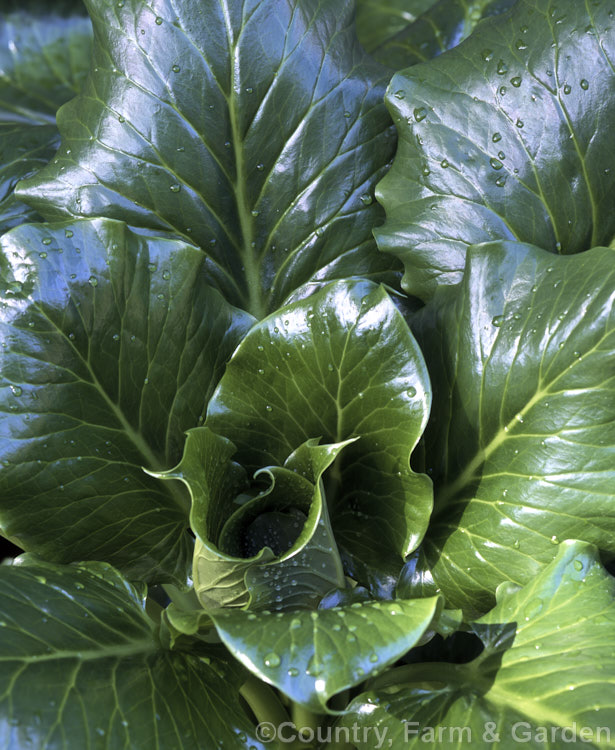 Spring foliage of the Himalayan Giant Lily (<i>Cardiocrinum giganteum</i>), a summer-flowering bulbous-rooted perennial native to the Himalayan region. It grows very quickly to over 3m high in flower, after disappearing completely over winter. Order: Liliales, Family: Liliaceae