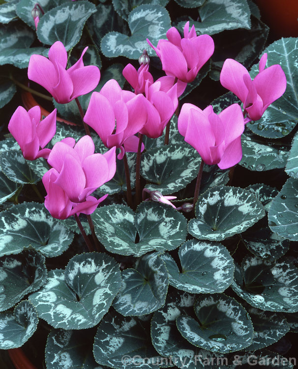 One of the many cultivars of Florist's Cyclamen (<i>Cyclamen persicum</i>), this species, highly developed in these fancy forms, was originally found in the eastern Mediterranean and North Africa.