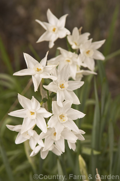 Paperwhite Daffodil (<i>Narcissus papyraceus</i>), a very early-flowering bulb native to the western Mediterranean. Valued for its late winter bloom and pleasant fragrance. Order: Asparagales, Family: Amaryllidaceae