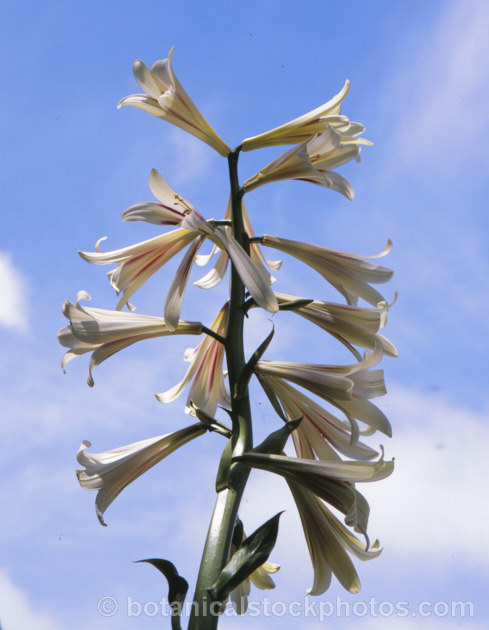 Himalayan Giant Lily (<i>Cardiocrinum giganteum</i>), a summer-flowering bulbous-rooted perennial native to the Himalayan region. It grows very quickly to over 3m high in flower, after disappearing completely over winter. Order: Liliales, Family: Liliaceae