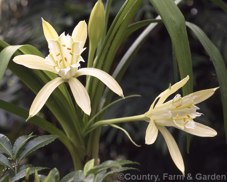 Pamianthe peruviana, a scented, summer- to autumn-flowering bulb native to Peru. It is related to Pancratium, Hymenocallis and, distantly, to the daffodils (<i>Narcissus</i>). The floral cups are up to 130mm long. pamianthe-2728htm'>Pamianthe