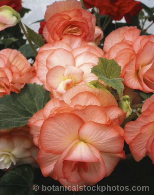 <i>Begonia x tuberhybrida</i> 'Laurie Eckers', one of the many fancy-flowered tuberous begonias, a group of hybrids derived from several Andean species. Order: Cucurbitales, Family: Begoniaceae