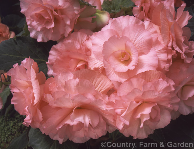 <i>Begonia x tuberhybrida</i> 'Fiona Ramsay', one of the many fancy-flowered tuberous begonias, a group of hybrids derived from several Andean species. Order: Cucurbitales, Family: Begoniaceae