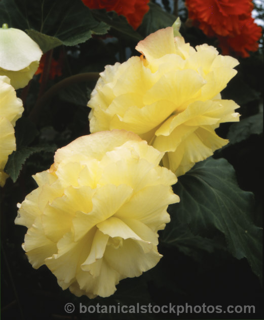 <i>Begonia x tuberhybrida</i> 'Lemondrop', one of the many fancy-flowered tuberous begonias, a group of hybrids derived from several Andean species. Order: Cucurbitales, Family: Begoniaceae