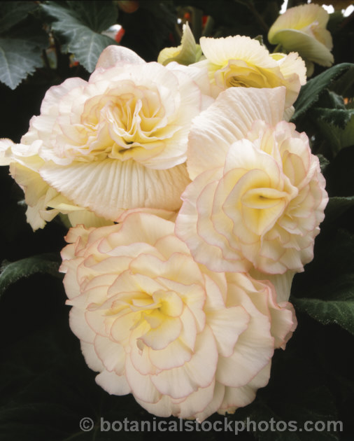 <i>Begonia x tuberhybrida</i> 'Michelle Smith', one of the many fancy-flowered tuberous begonias, a group of hybrids derived from several Andean species. Order: Cucurbitales, Family: Begoniaceae