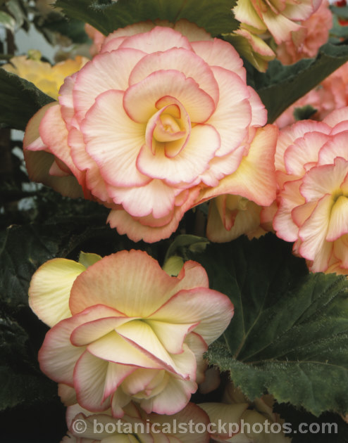 <i>Begonia x tuberhybrida</i> 'Sally Cox', one of the many fancy-flowered tuberous begonias, a group of hybrids derived from several Andean species. Order: Cucurbitales, Family: Begoniaceae