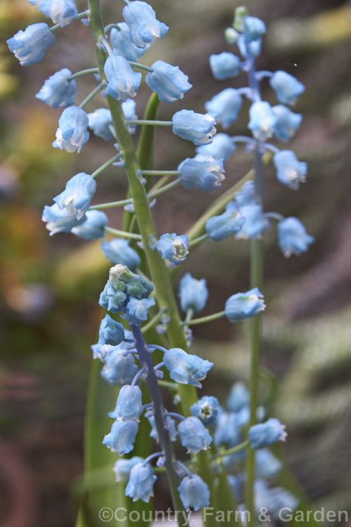 Bellevalia forniculata, a spring-flowering bulb native to northeastern Turkey and Armenia, where it often grows in abundance in damp, low alpine meadows. Order: Asparagales, Family: Asparagaceae