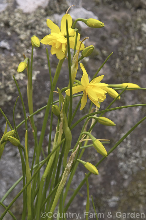 Narcissus x odorus 'Plenus' (syn 'Rugulosus Flore Pleno'), a double-flowered hybrid between the common jonquil (<i>Narcissus jonquilla</i>) and the common daffodil (<i>Narcissus pseudonarcissus</i>). It has fine leaves, fragrant bright yellow flowers and naturalises well. Order: Asparagales, Family: Amaryllidaceae