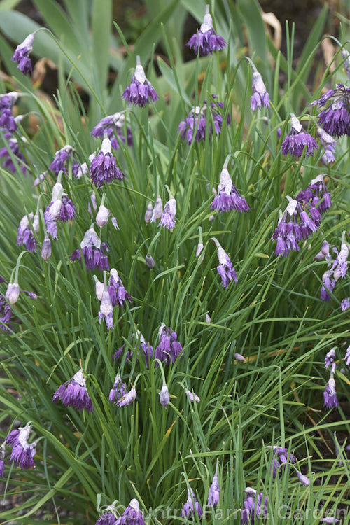 Allium cyaneum, a low-growing clump-forming. Chinese ornamental onion that flowers from late spring into summer. Very popular for rockeries. allium-2045htm'>Allium.