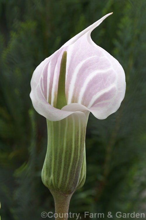 Arisaema candidissimum, a late spring- to early summer-flowering, tuberous-rooted, arum family perennial from western China. It produces only one trifoliate leaf per flower stem. Order: Alismatales, Family: Araceae