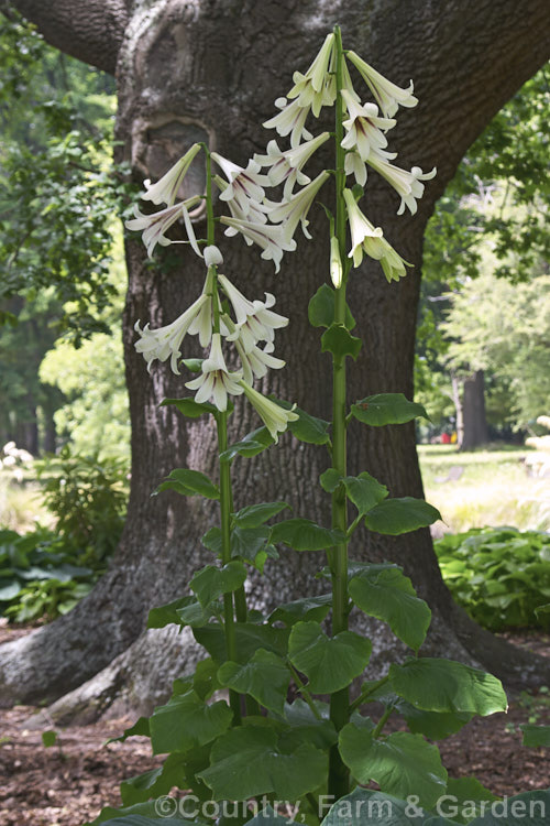 Himalayan Giant Lily (<i>Cardiocrinum giganteum</i>), a summer-flowering bulbous-rooted perennial native to the Himalayan region. It grows very quickly to over 3m high in flower, after disappearing completely over winter. Order: Liliales, Family: Liliaceae