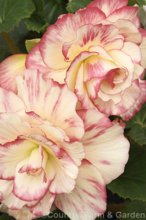 <i>Begonia x tuberhybrida</i> 'Honeymoon', one of the many fancy-flowered tuberous begonias, a group of hybrids derived from several Andean species. Order: Cucurbitales, Family: Begoniaceae