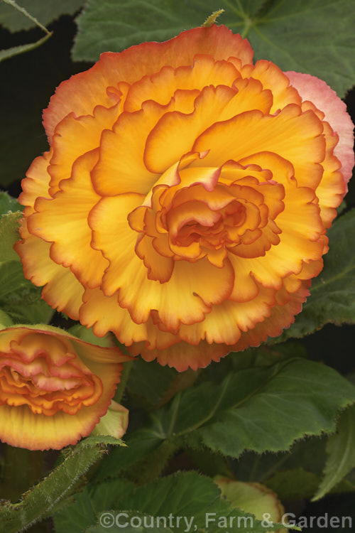 <i>Begonia x tuberhybrida</i> 'Can Can', one of the many fancy-flowered tuberous begonias, a group of hybrids derived from several Andean species. Order: Cucurbitales, Family: Begoniaceae