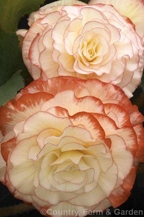 <i>Begonia x tuberhybrida</i> 'Tomboy', one of the many fancy-flowered tuberous begonias, a group of hybrids derived from several Andean species. Order: Cucurbitales, Family: Begoniaceae