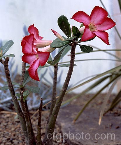 Impala Lily or Desert Rose (<i>Adenium obesum</i>), a succulent-stemmed shrub or small tree found from Arabia to southern Africa. Order: Gentianales, Family: Apocynaceae