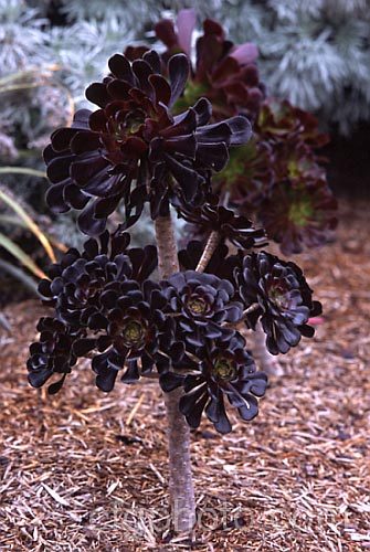 <i>Aeonium arboreum</i> 'Zwartkop', a very dark cultivar that in the best examples has nearly black foliage. Purple-red forms of <i>Aeonium arboreum</i> are common but not this dark. Order: Saxifragales, Family: Crassulaceae