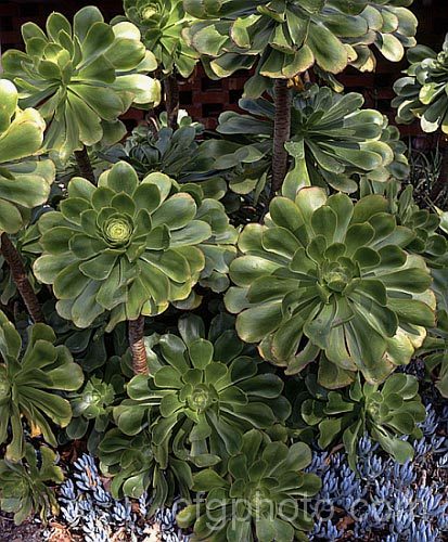 Saucer Plant (<i>Aeonium undulatum</i>), a perennial succulent subshrub native to Gran Canaria Island It forms large clumps of rosettes that flower in spring. Order: Saxifragales, Family: Crassulaceae