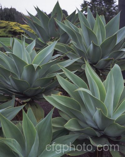 <i>Agave attenuata</i>, a Mexican succulent with short-stemmed rosettes of pale blue-green leaves up to 70cm long. It eventually forms a large clump and produces flower stems to 35m tall, with racemes of yellow-green flowers. Order: Asparagales, Family: Asparagaceae