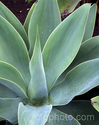 <i>Agave attenuata</i>, a Mexican succulent with short-stemmed rosettes of pale blue-green leaves up to 70cm long. It eventually forms a large clump and produces flower stems to 35m tall, with racemes of yellow-green flowers. Order: Asparagales, Family: Asparagaceae