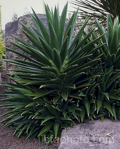 <i>Agave decipiens</i>, a tree-like succulent native to Florida. It grows to over 3m tall and has densely crowded, very fleshy leaves to nearly 1m long. The flower stems can grow to 5m long and carry huge numbers of bright yellow-green flowers. Order: Asparagales, Family: Asparagaceae