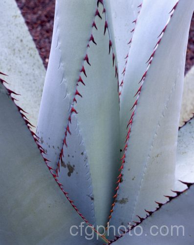 <i>Agave scabra</i>, a succulent found in Texas and New Mexico. Its pale grey to blue-green leaves can be over 1m long and are edged with red-brown spines that contrast well with the foliage colour. It produces 8cm long yellow flowers clustered on branching stems up to 6m tall Order: Asparagales, Family: Asparagaceae