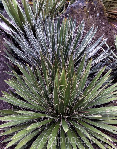 <i>Agave schidigera</i>, a Mexican succulent that develops into a clump of rosettes of narrow bright green leaves to 50cm long. The leaves bear fine white filaments and short spines at the tips. The yellow to purple-red flowers are borne on stems up to 35m tall Order: Asparagales, Family: Asparagaceae