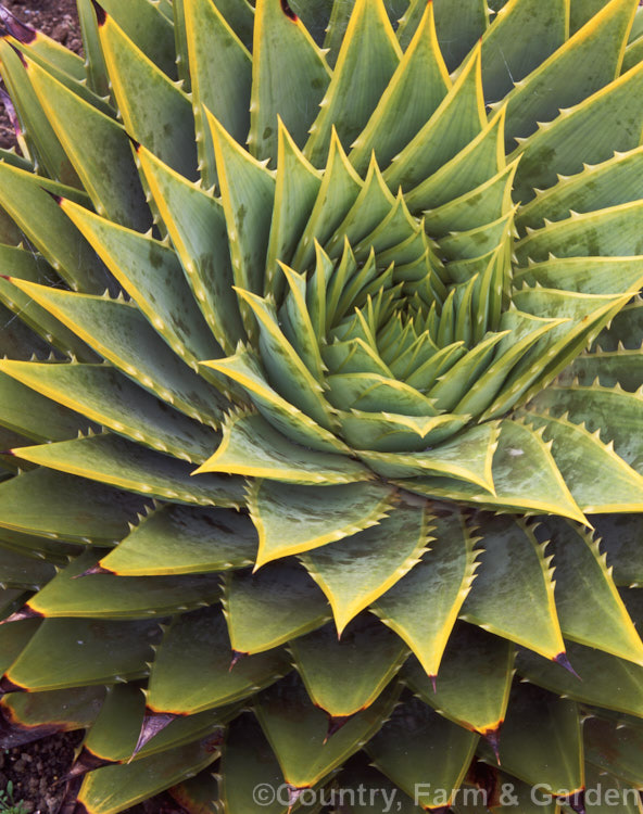 Aloe polyphylla, a spring- to summer-flowering succulent native to Lesotho. It forms spiralled rosettes of pale-edged light green leaves to 30cm long. The 5cm long, red to pink (rarely yellow</i>) flowers are borne in branched inflorescences up to 60cm tall Order: Asparagales, Family: Asphodelaceae