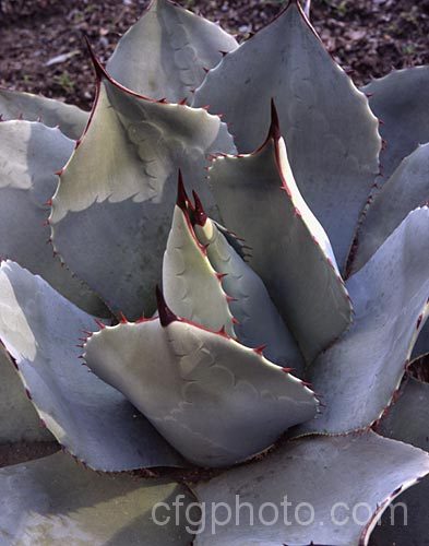 <i>Agave parryi</i> var. <i>huachucensis</i> (syn. <i>Agave huachucensis</i>), a compact natural variety of a monocarpic evergreen succulent native to Arizona, USA and neighbouring parts of Mexico. The flower spike can grow to 3.5m tall Order: Asparagales, Family: Asparagaceae