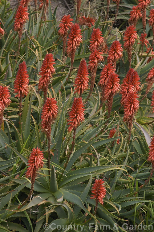 The inflorescence of the Tree Aloe or Krantz. Aloe (<i>Aloe arborescens</i>), despite its name indicating a tree-like habit, this southern African succulent develops into a dense, branching mound up to 3m high. In winter and spring it produces many heads of showy orange-red flowers. Order: Asparagales, Family: Asphodelaceae