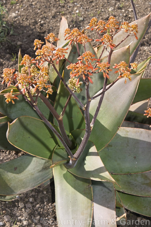 Coral. Aloe (<i>Aloe striata</i>), a low, rosette-forming perennial with smooth-edged leaves to 50cm long. The inflorescences are up to 1m tall. Native to the Cape region of South Africa. Order: Asparagales, Family: Asphodelaceae